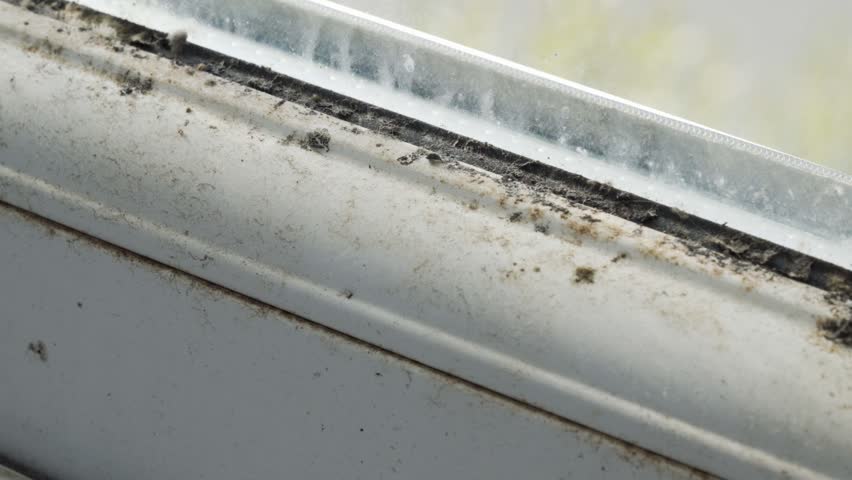 Header of mouldy