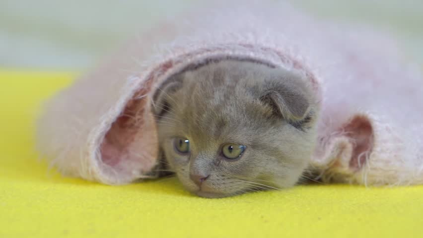 Header of mohair