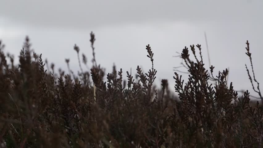 Header of sleety