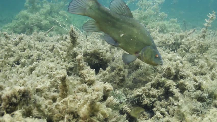European Perch - Perca fluviatilis image - Free stock photo - Public ...