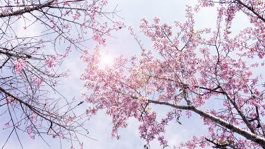 Header of One-of-a-Kind