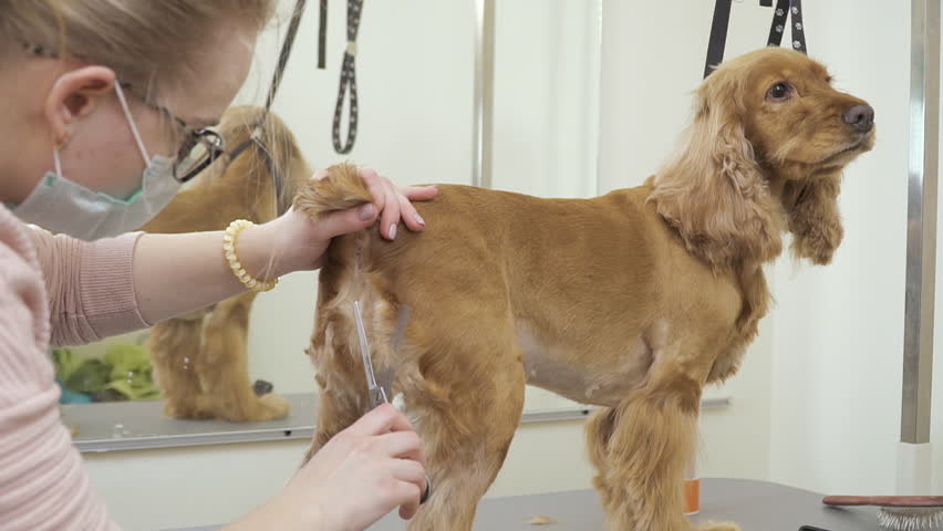 Groomer Cuts Golden Fur Of Cocker Spaniel