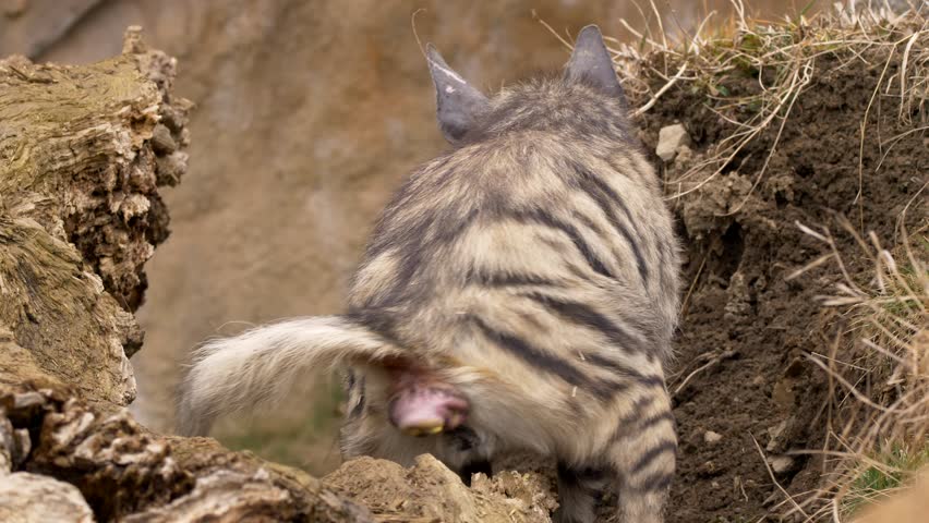 Striped Hyena (hyaena Hyaena) Scent Stock Footage Video (100% Royalty
