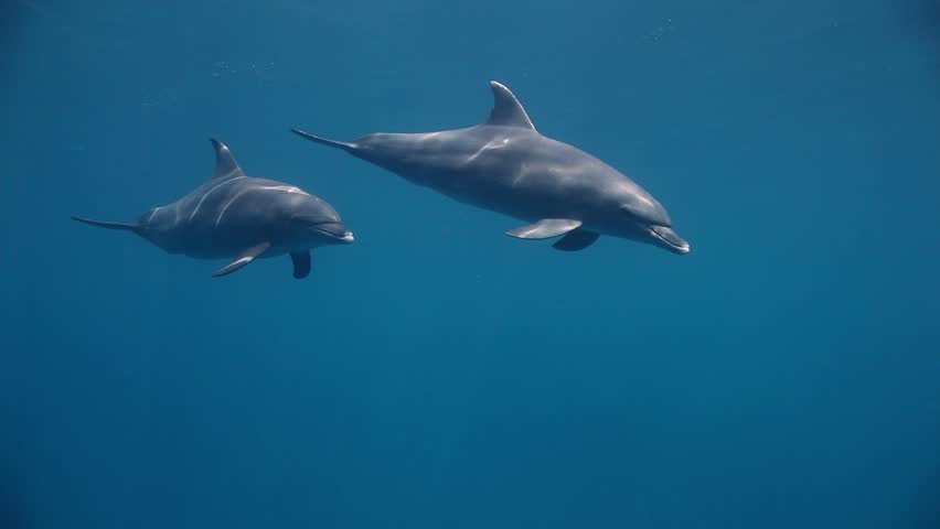 Group of Bottlenose Dolphin Swimming Stock Footage Video (100% Royalty ...