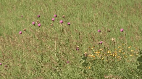 Prairie Lake Benton Summer Thistle Flowers Brome Grass Waving Green
