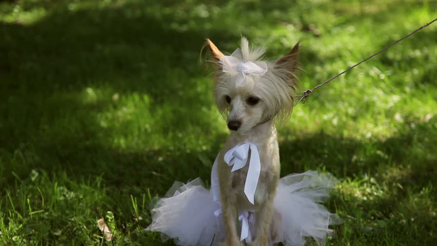Dog In Wedding Dress Dog Stock Footage Video 100 Royalty