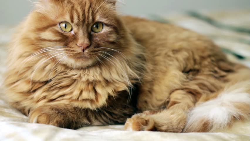 Yellow Norwegian Forest Cat Looks Stock Footage Video 100
