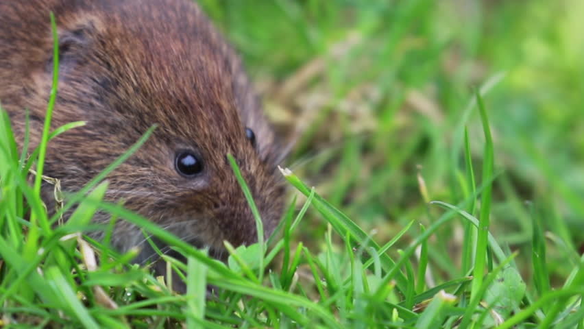 Header of Rodentia