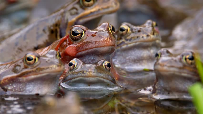 Ranas Stock Video Footage - 4K and HD Video Clips | Shutterstock