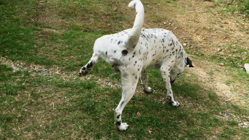 Young Dolmatian Dog Marking Territory Stock Footage Video (100% Royalty ...