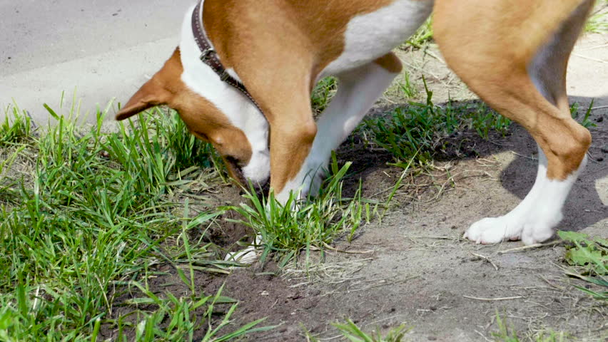 Header of basenji