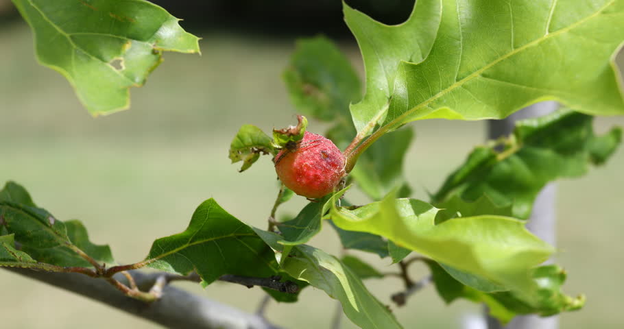 Header of gall