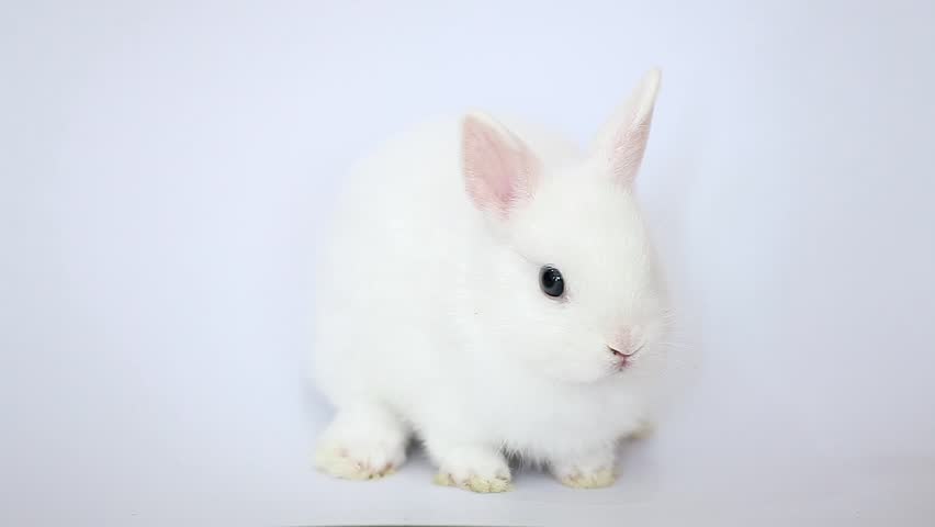 cute white bunny