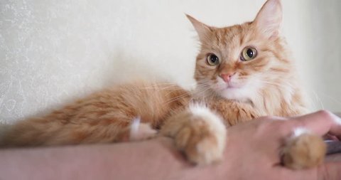 Golden Shaded British Shorthair Cat Stock Footage Video 100