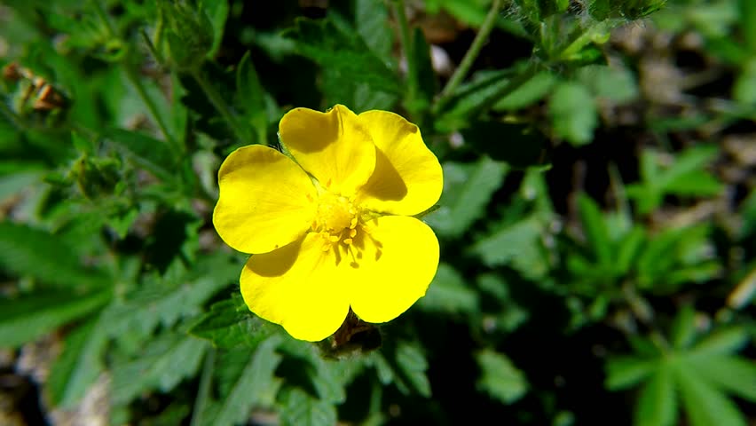 Header of silverweed