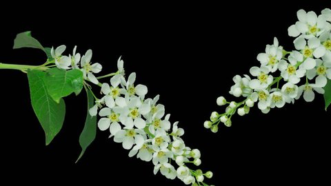 Bird-cherry flower blooming. 4k time lapse, with alpha channel (alpha with black background).