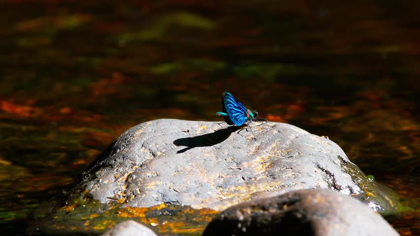 Header of demoiselle