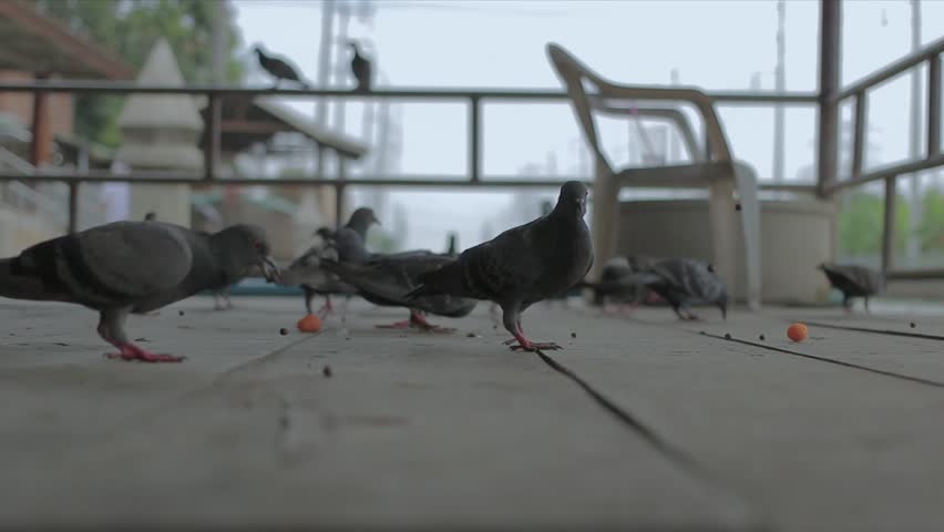 A Lot Of Pigeons Crowd Stock Footage Video 100 Royalty Free