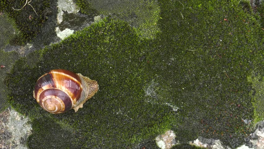 Header of Achatina fulica