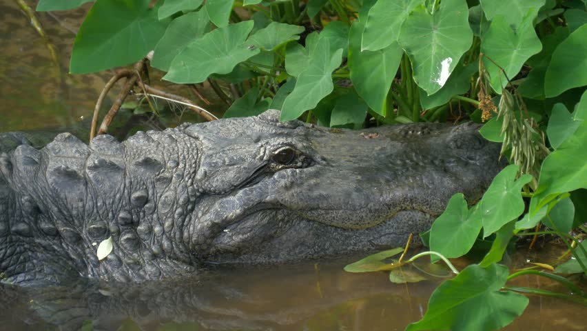 Large Menacing American Alligator. Alligator Stock Footage Video (100% ...