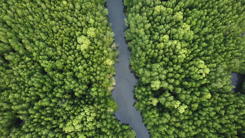 Mangrove Forest Aerial Drone Footage Stock Footage Video (100% Royalty ...