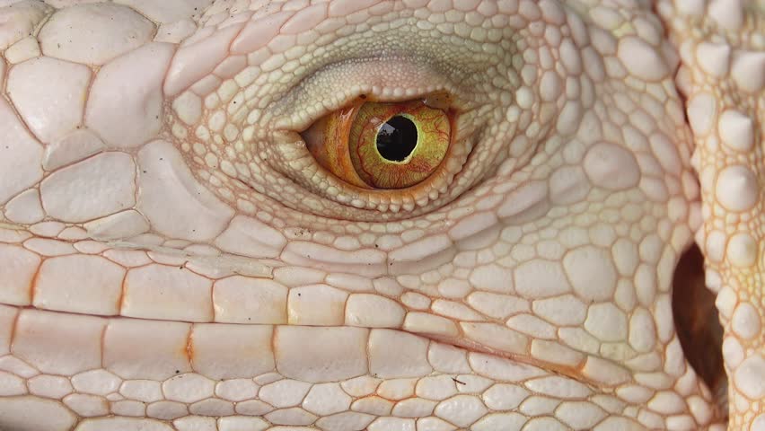 4k00 28 4k Iguana Skin Eyes Close Up Macro Nature Background