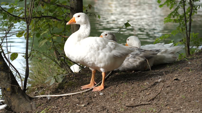 White Duck in the Water image - Free stock photo - Public Domain photo ...