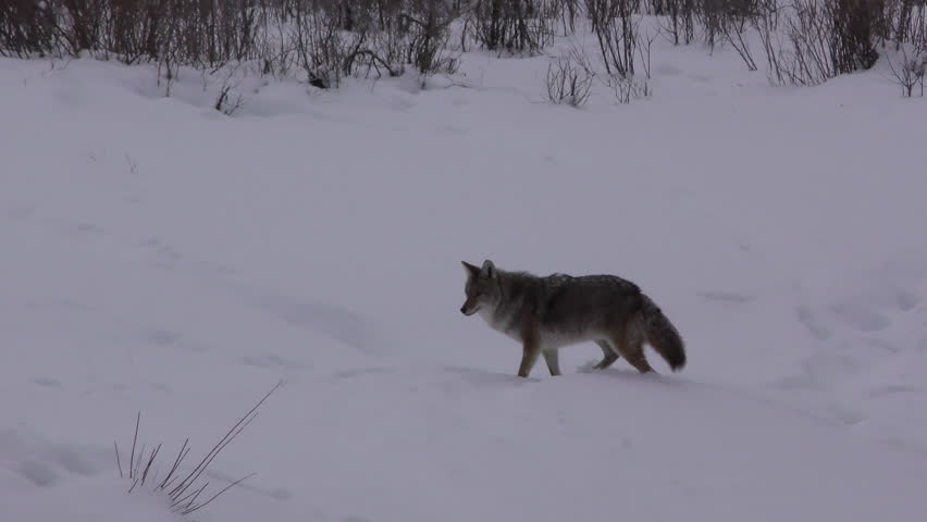 Wolf running in the snow in Yellowstone National Park, Wyoming image ...