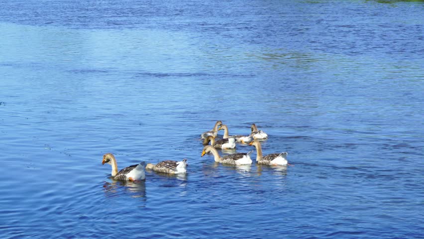 Group of Geese swimming in the water image - Free stock photo - Public Domain photo - CC0 Images