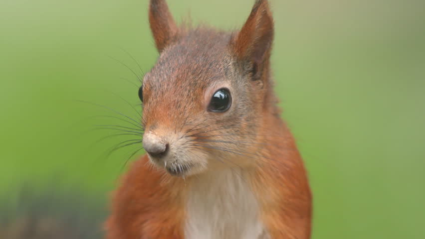 Squirrel with long ears image - Free stock photo - Public Domain photo