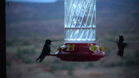 Hummingbird Stock Video Footage 4k And Hd Video Clips Shutterstock