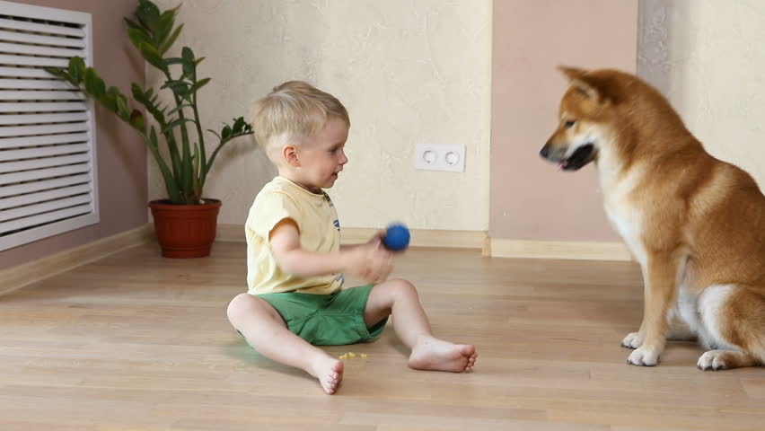 Video Stock A Tema Shiba Inu Huge Dog Coming 100 Royalty Free 1015206058 Shutterstock