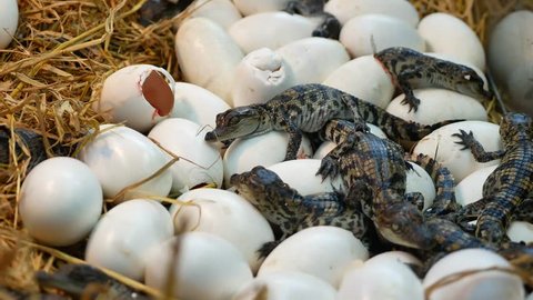 crocodile baby egg