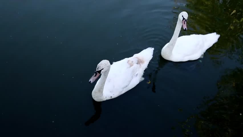 love swans