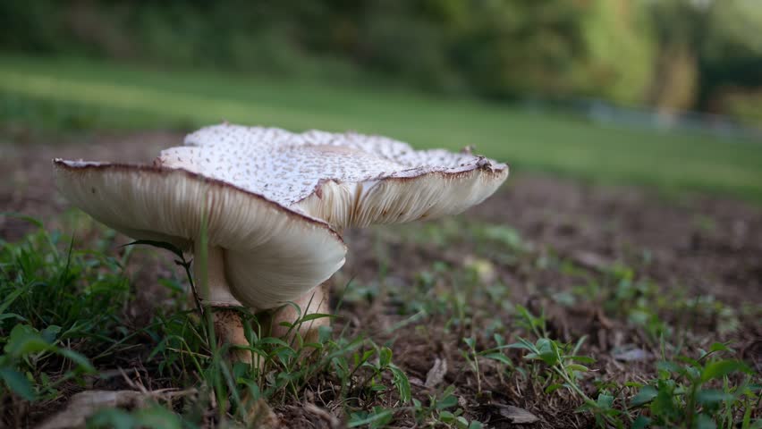 Macrolepiota Americana A Common Stock Footage Video 100