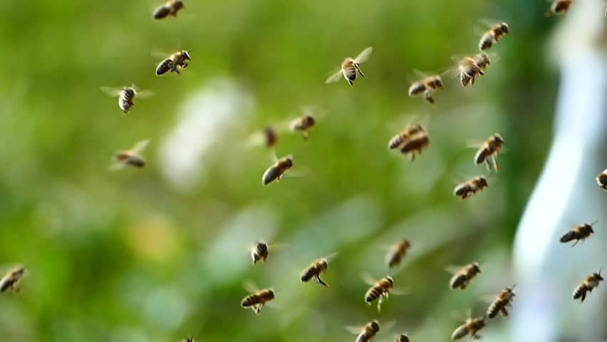 Many Bees Fly to the Stock Footage Video (100% Royalty-free) 1016232838