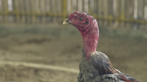 Flock Of Turkeys In Backyard Stock Footage Video 100 Royalty