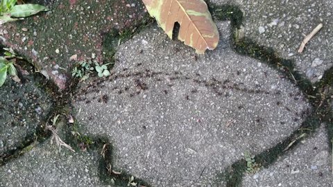 Detritus Feeders Stock Video Footage 4k And Hd Video Clips