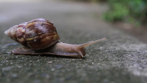 Time lapse, big snail, Burgundy snail, edible snail or escargot in shell crawling on road. HD