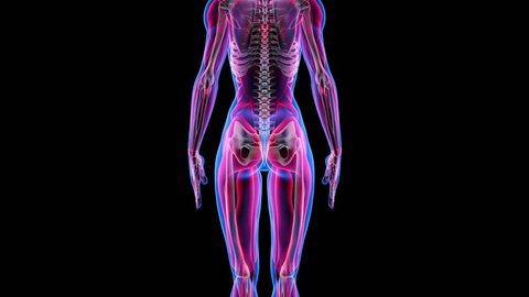 Human Female Anatomy 3d Animation Biology Stock Footage Video (100% Royalty-free) 1017109498 | Shutterstock Human Female Anatomy 3d Animation Biology Stock Footage Video (100% Royalty-free) 1017109498 | Shutterstock