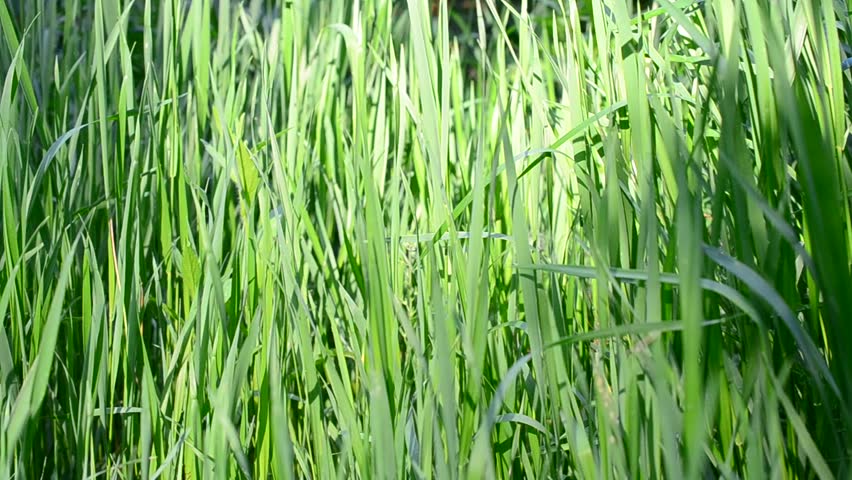 Header of Elymus repens