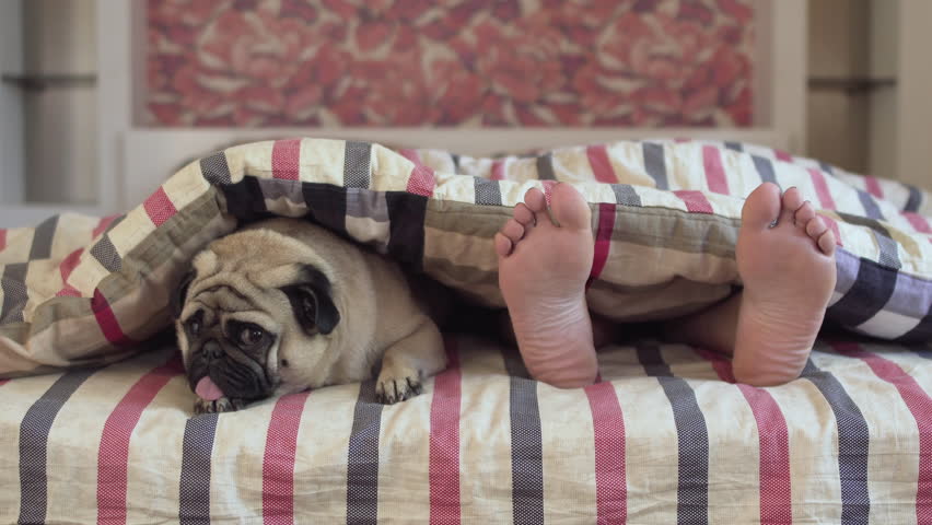 pugs sleeping under covers