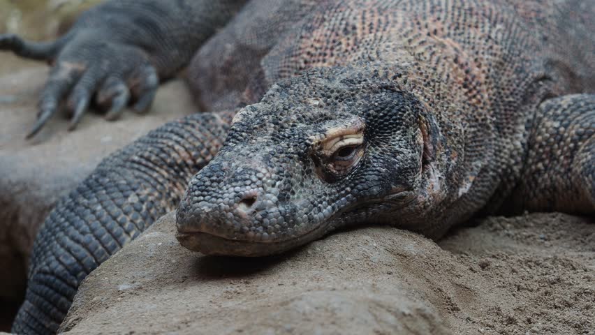 comodo dragon vs crocodile fight comodo dragon vs crocodile fight