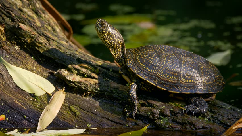 European Pond Turtle (emys Orbicularis) Stock Footage Video (100% 