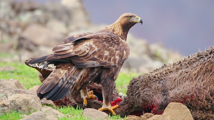 Golden Eagle Eating Carcass Bird Stock Footage Video 100 Royalty Free 1020987508 Shutterstock