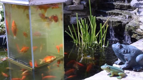Two Open Bottom Aquariums And Stock Footage Video 100 Royalty