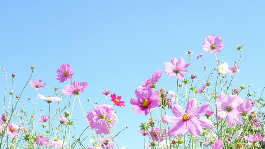 Beautiful Purple Cosmos Flowers Garden Stock Footage Video (100% Royalty,free) 1021502008