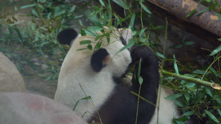 Elderly asian elephant panda bear distribution porn