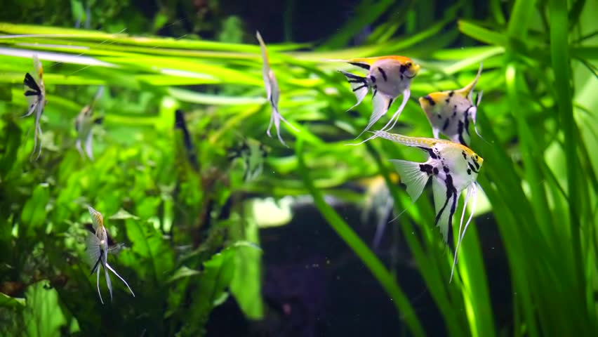 Angelfish dotvorby