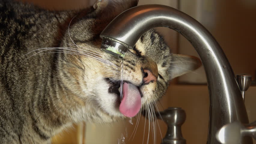 Cat Drinking From Bathroom Faucet Stock Footage Video 100